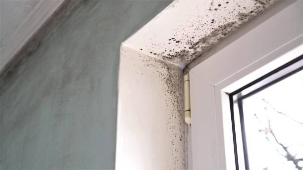 Best Mold Removal for HVAC Installations  in Piedmont, CA
