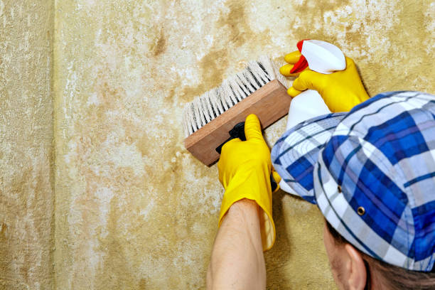 Best Air Quality Testing for Mold Spores  in Piedmont, CA