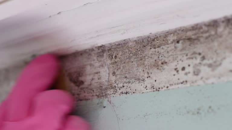 Trusted Piedmont, CA Mold Removal Experts
